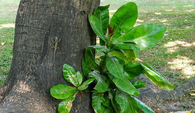 Cây bàng vuông 16 năm tuổi ở Sài Gòn vào mùa nở hoa